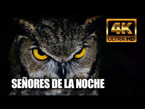 Lechuza Real: Descubre los secretos de esta majestuosa ave nocturna