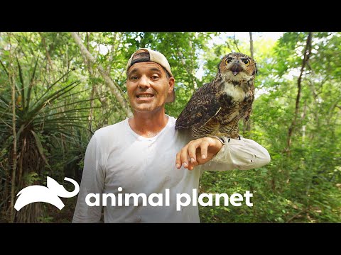 Búho Argentino: Majestuosidad y misterio en la fauna de Argentina