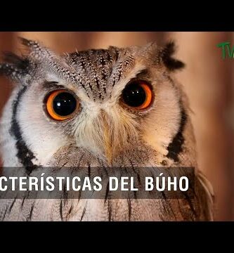 Descubre las características del búho currucutú en nuestra guía