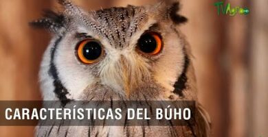 Descubre las características del búho currucutú en nuestra guía