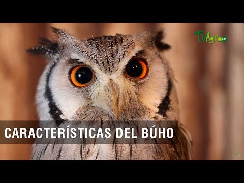 Descubre las características del búho currucutú en nuestra guía