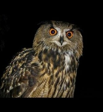 Búho Caburé: Descubre todo sobre esta fascinante ave nocturna