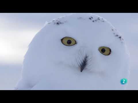 Búho blanco volando: majestuosidad en el aire